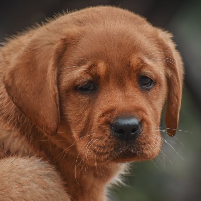 Лабрадор дівчинка