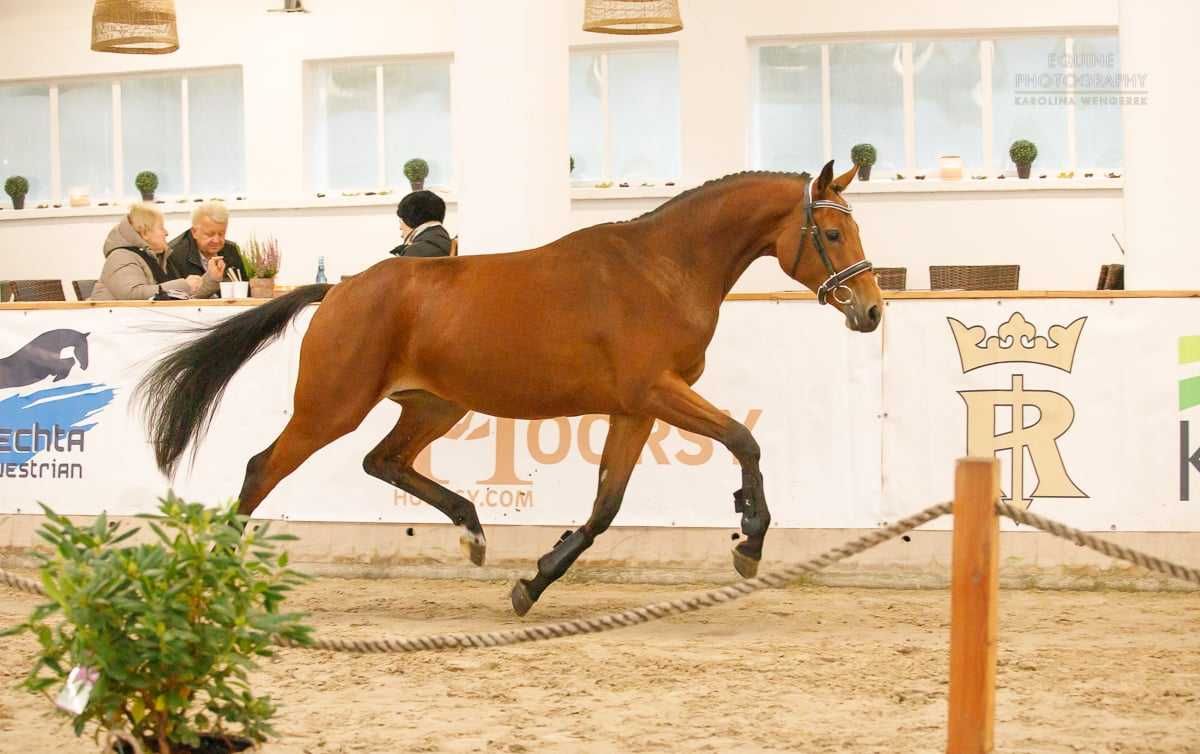Klacz po Comme Le Pere / Comme Il Faut / Contender / Pilot / Guidam