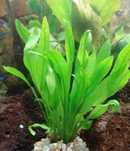 Rośliny do akwarium - Echinodorus amazonicus