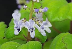 Planta "Plectranthus verticillatus" - Vários tamanhos a partir de 8€
