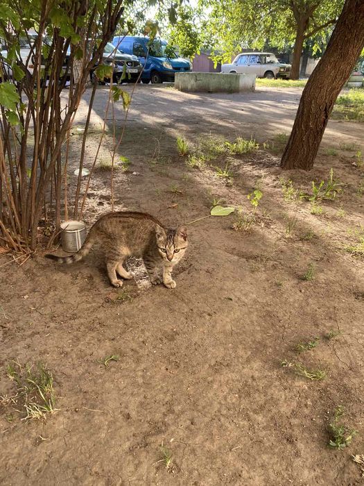 Полосатый котенок даром. Кошечка. Котята. Кошка. Бесплатно