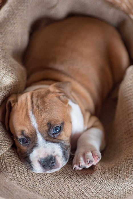 Малыши шикарного качества в тяжолом типе...