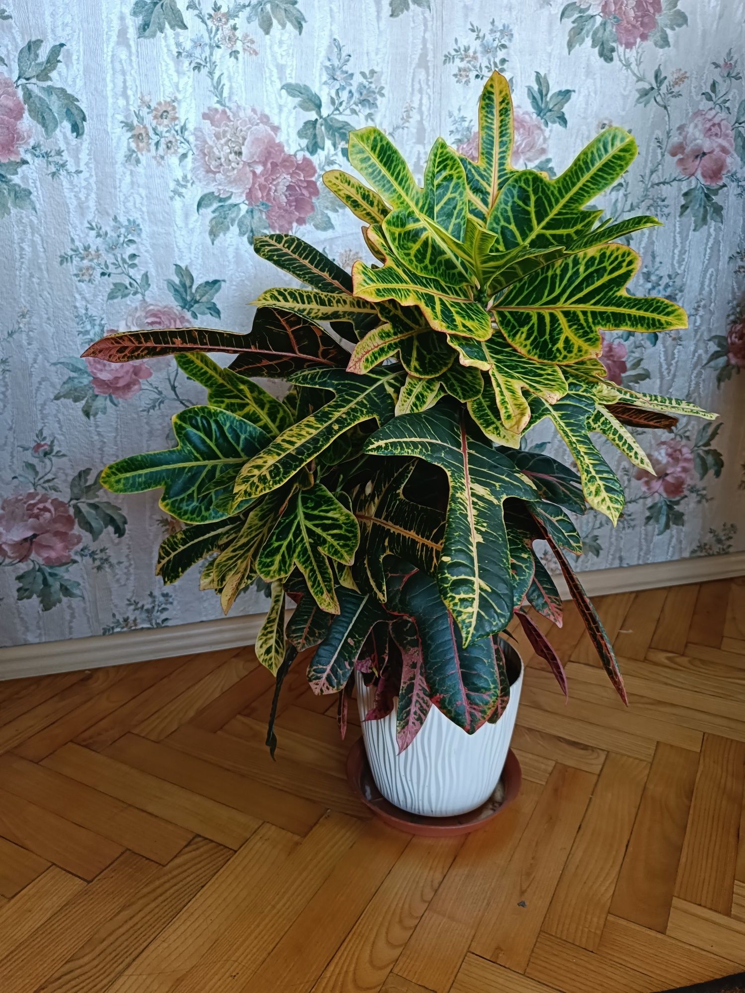 Kroton 70 cm 80 cm