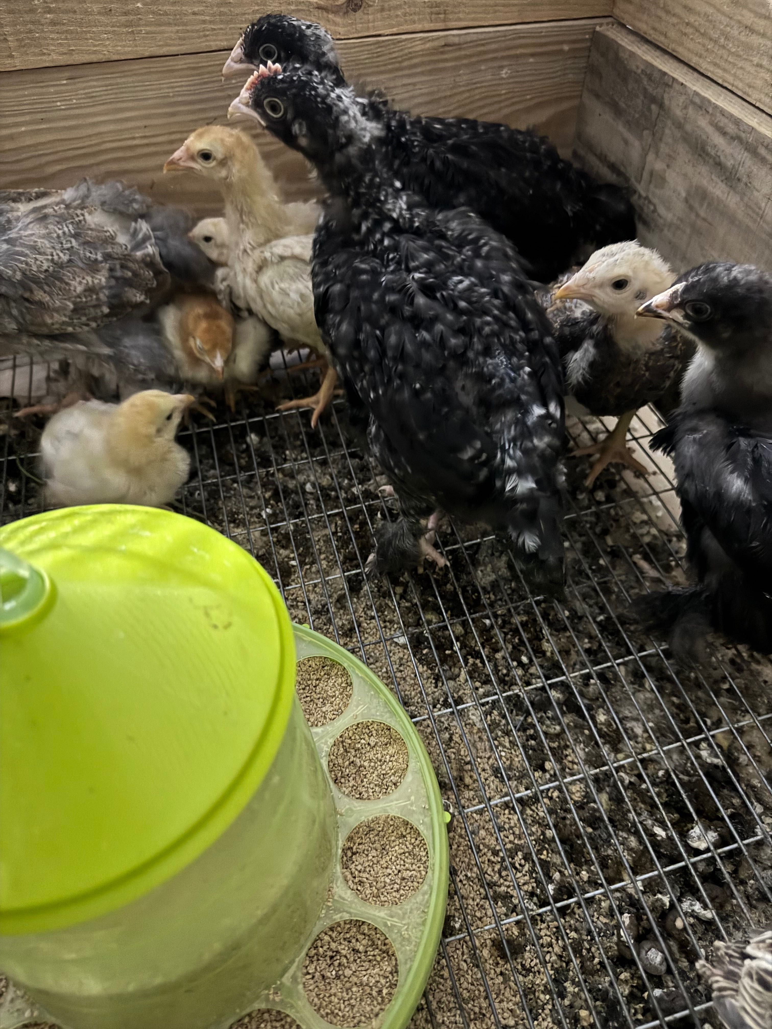 galinhas maline belga ,ovos galados e crias de varias idades