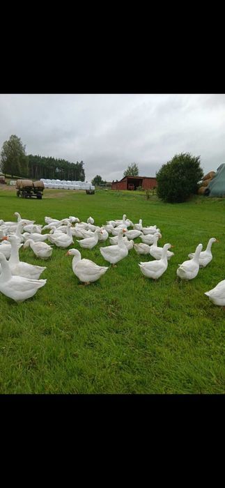 Gęś z wolnego wybiegu