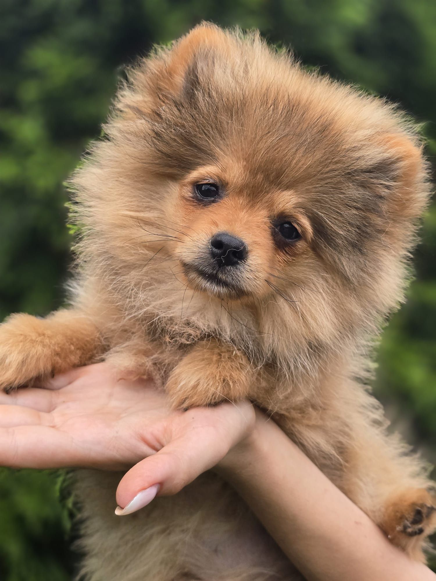 Szpic miniaturowy POMERANIAN suczka metryka chip Do odbioru