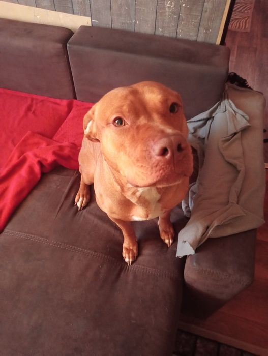 Witam oddam za darmo