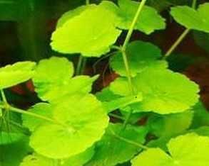 Wąkrotka zwyczajna  OKAZJA -Hydrocotyle Vulgaris !