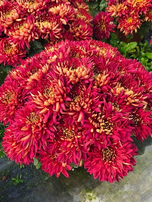 Chryzantemy drobnokwiatowe