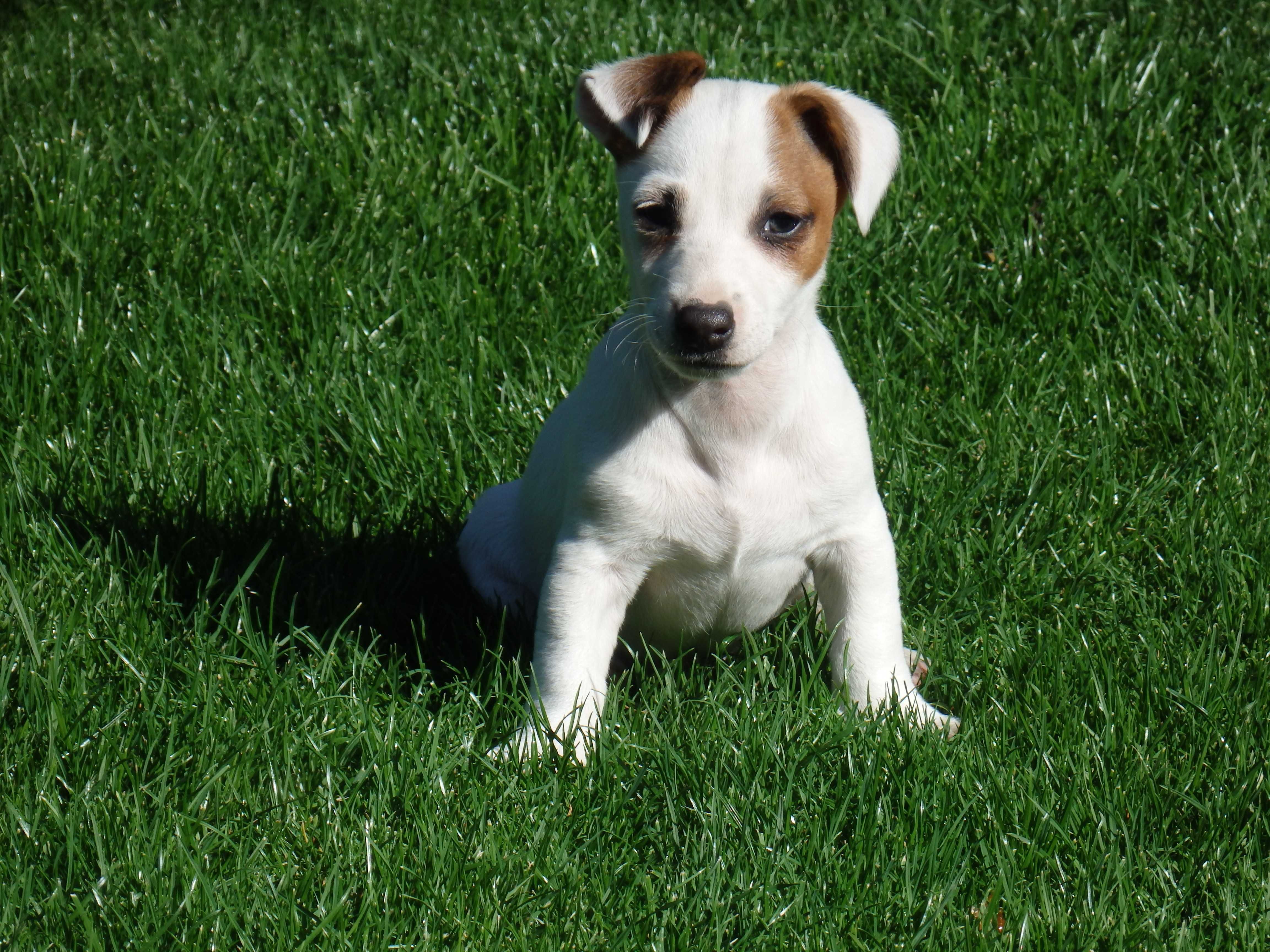 Jack Russell Terrier # BOBER Smartie Jacks # pure breed Jack Russell