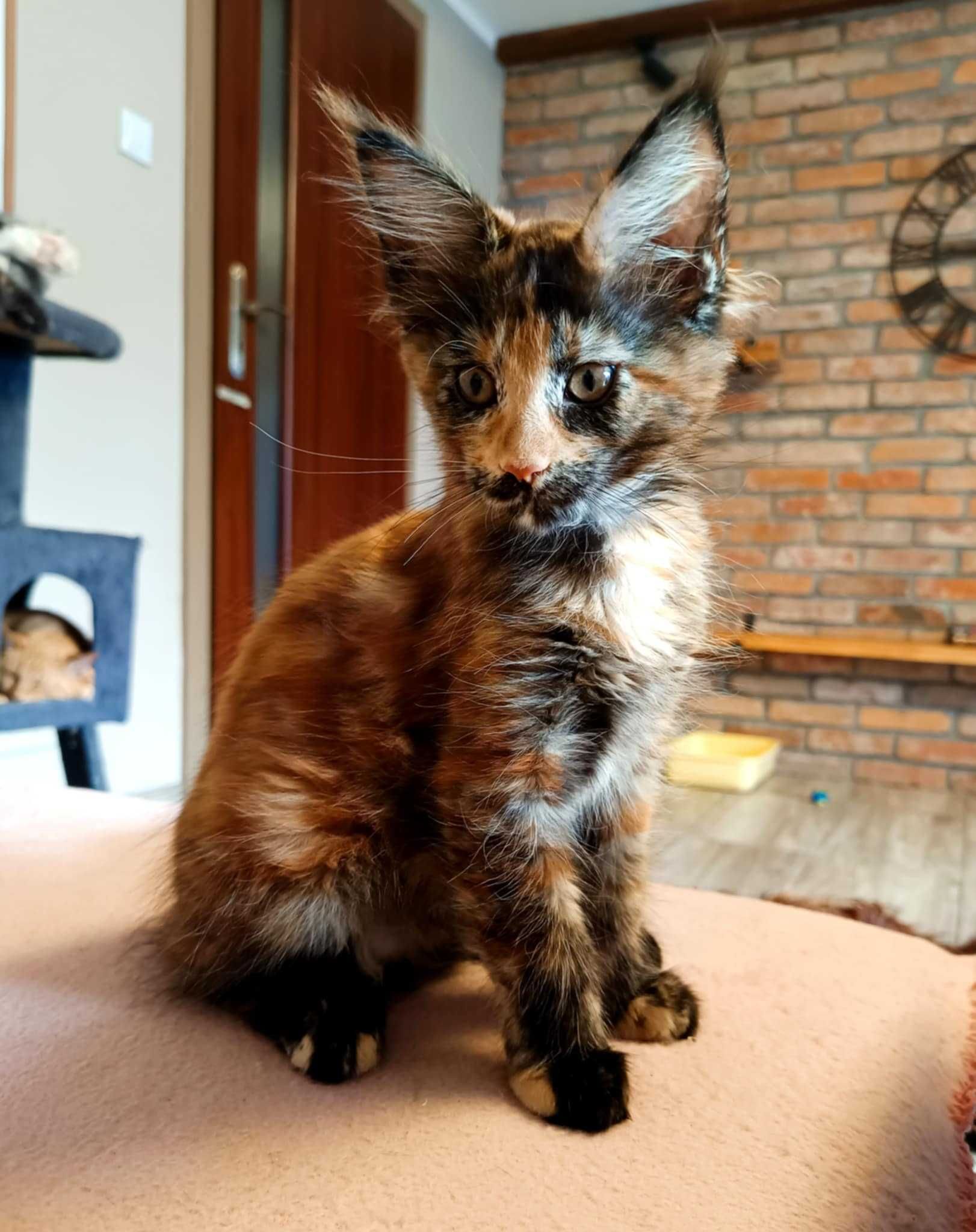 Maine Coon kotka z rodowodem FPL – kolor fs – do hodowli