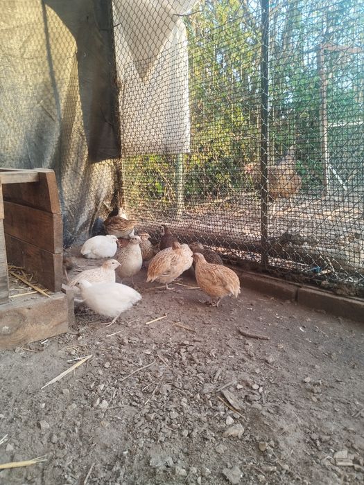 Świeże i zdrowe jaja przepiórcze