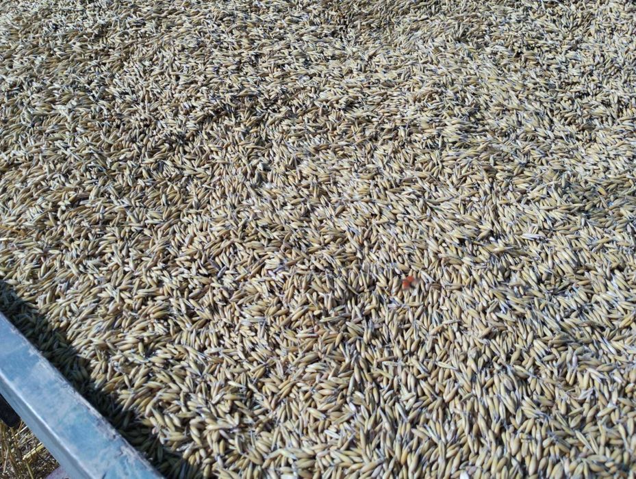 Owies  tegoroczny zbiór