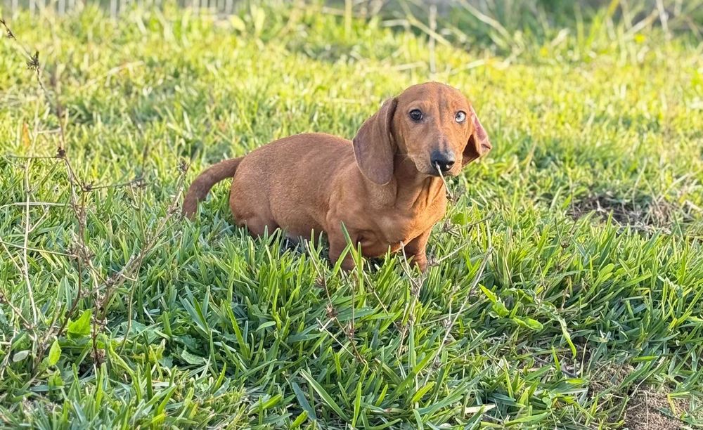 Teckel macho standard