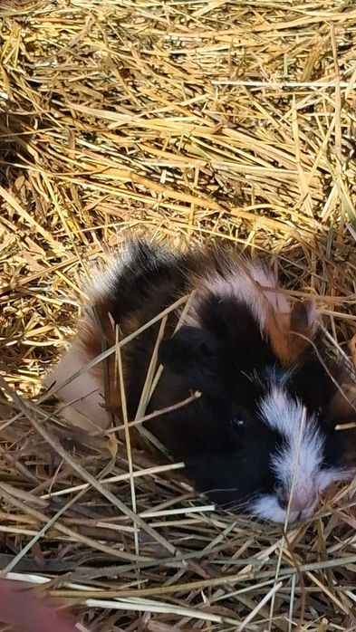 Świnka morska Kawia domowa