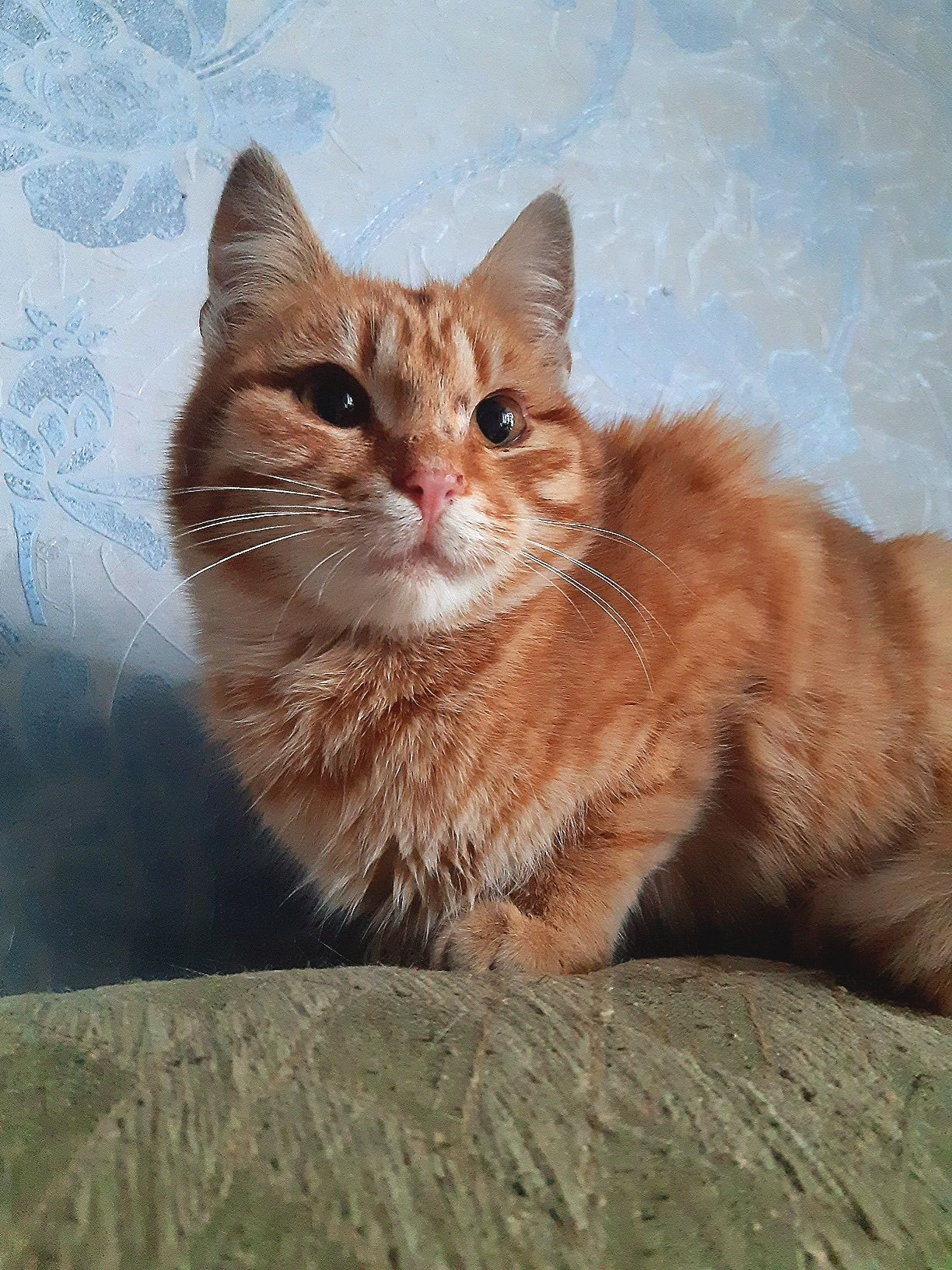 Подарую руде кошеня