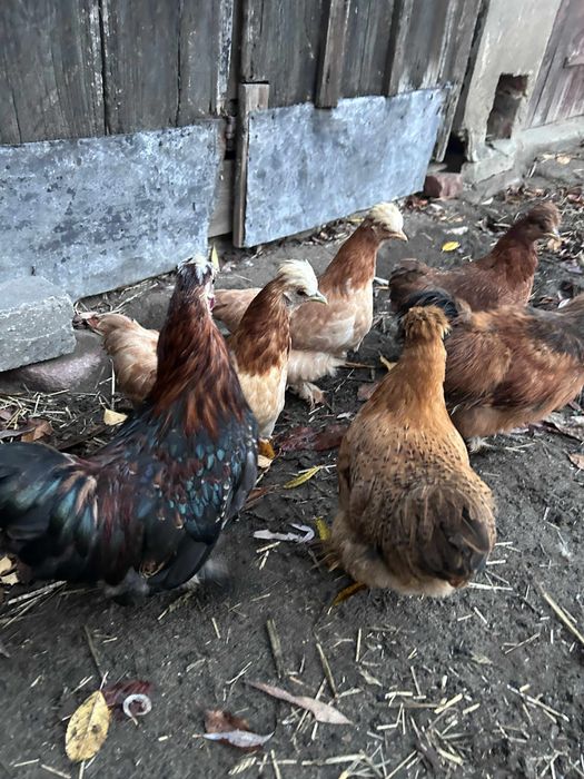 Koguty ozdobne - mieszanka Kochin i Silka