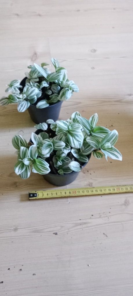 Cisus Peperomia trzykrotka
