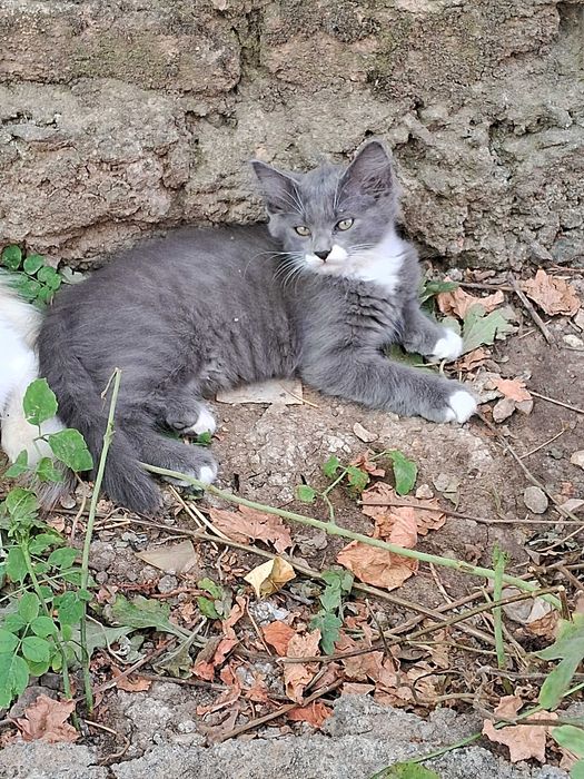 Котята в пошуках власників