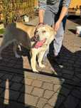 Kokos w typie labradora. Pilna adopcja!