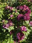 Rododendrony różne kolory tuje Danica