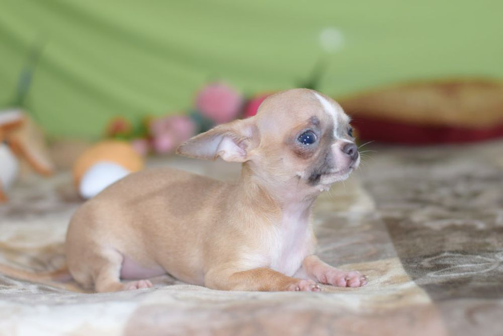 МИНИ малышка чихуахуа