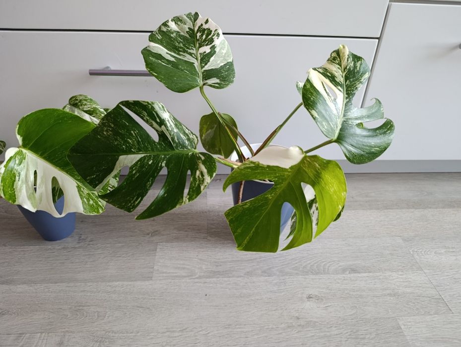 Монсте́ра делікате́сна варієгатна Альба 20см Monstera Alba