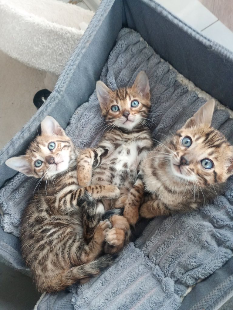 Sprzedam Kotka Bengalskiego
