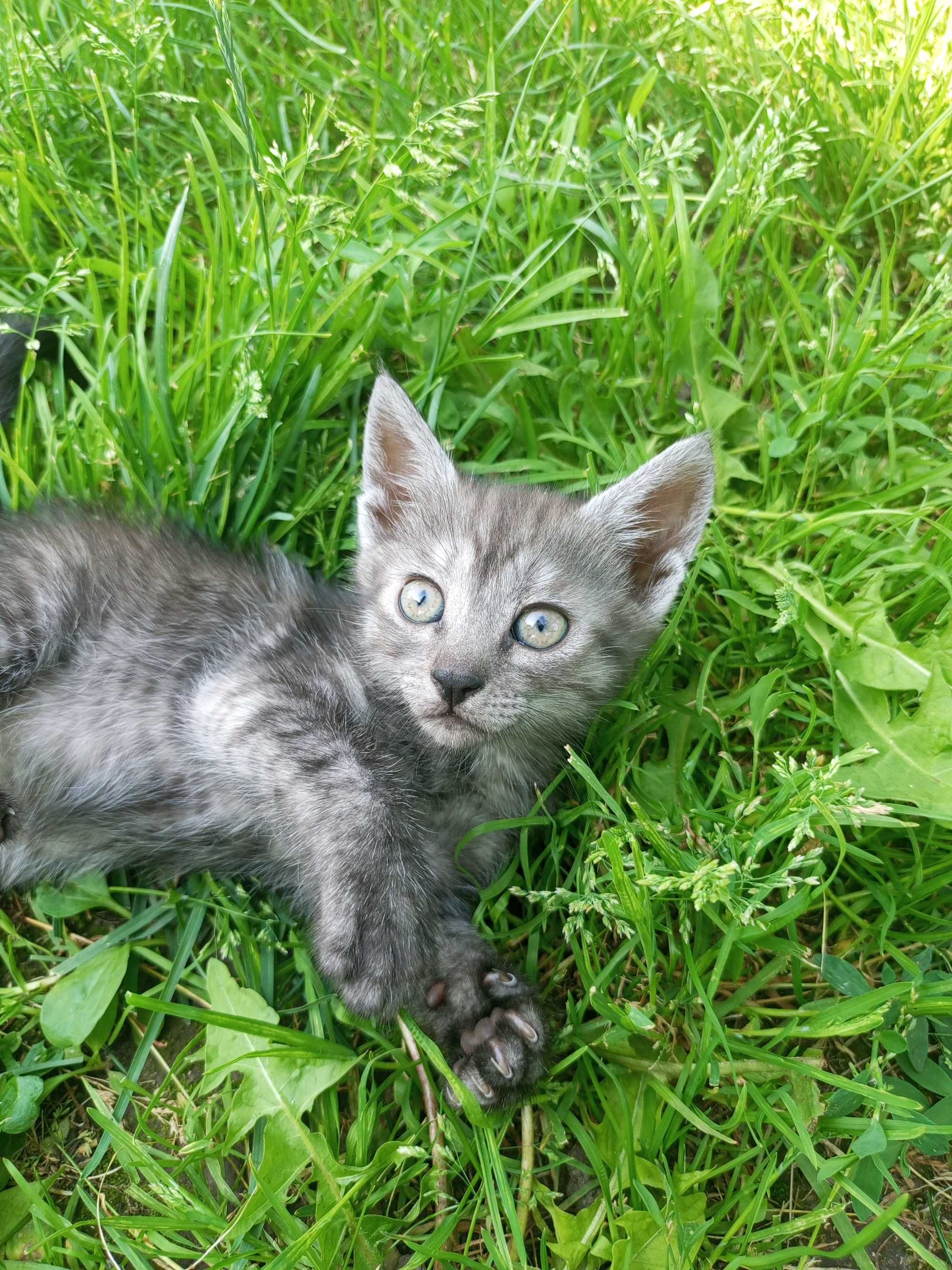 3 кошенят які чекають на своїх господарів