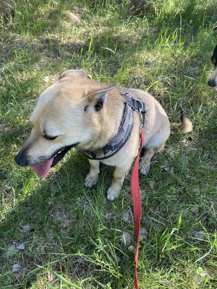 Piesek do adopcji