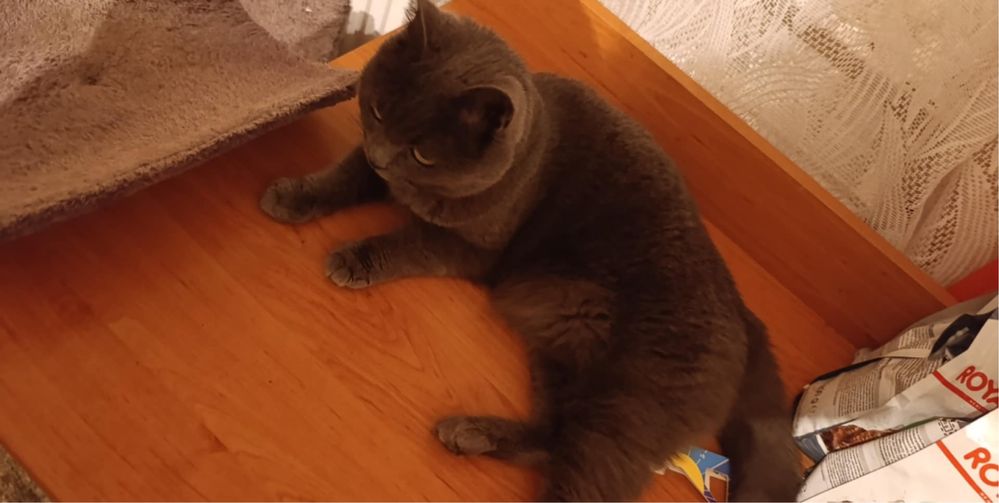 Kotka rosyjska niebieska do adopcji