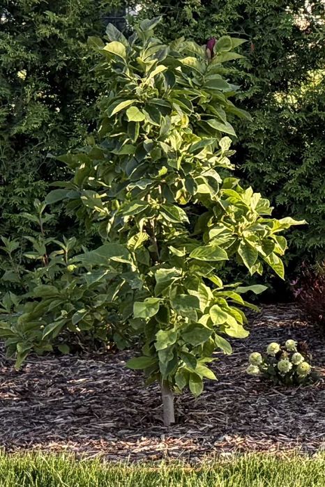 Magnolia pośrednia Genie - Wysokość 140 cm