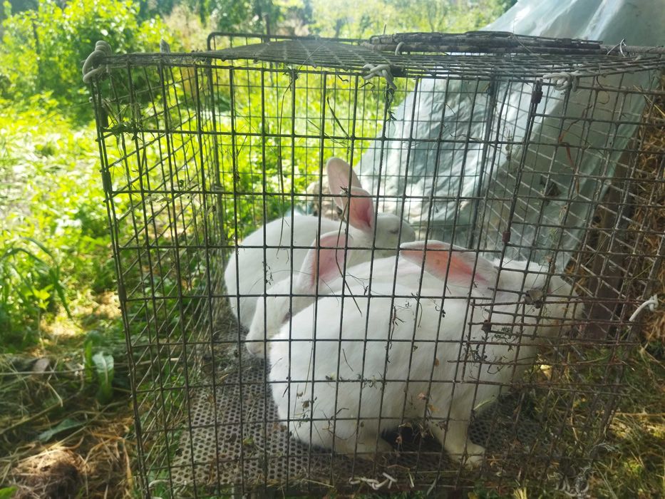 Продаються кролі породи Термонська Біла!