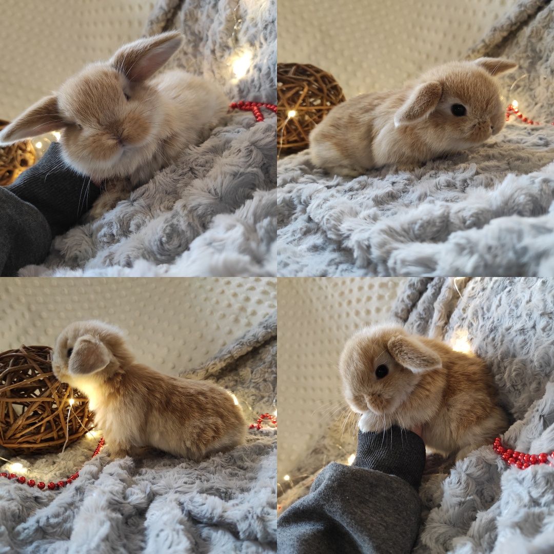 Mini Lop Króliczki Czystej Rasy z WYPRAWKĄ I KSIĄŻECZKĄ ZDROWIA