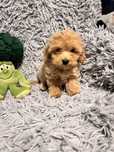 Maltipoo ,maltańczyk -pudel toy