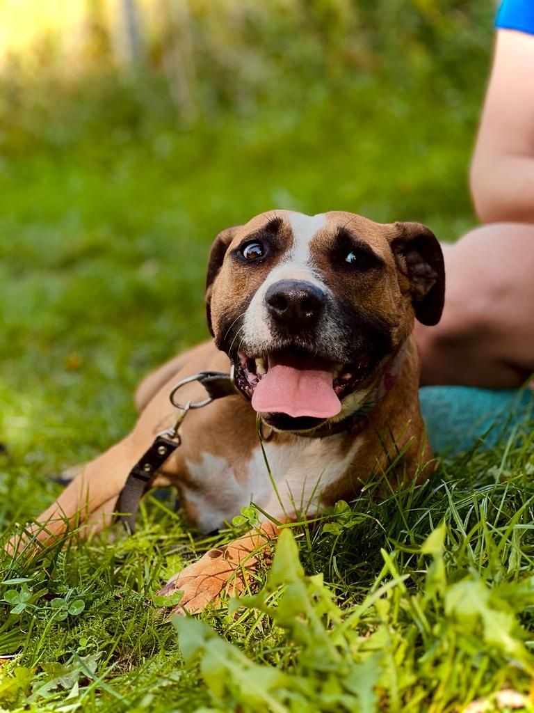 Roxi AMSTAFF szuka kochającego domu!