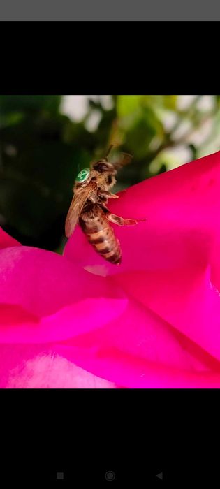 Matki pszczele wysyłka