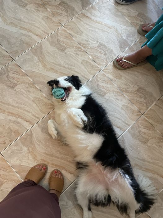 Pet sitting, Dog waling e muito mais :)