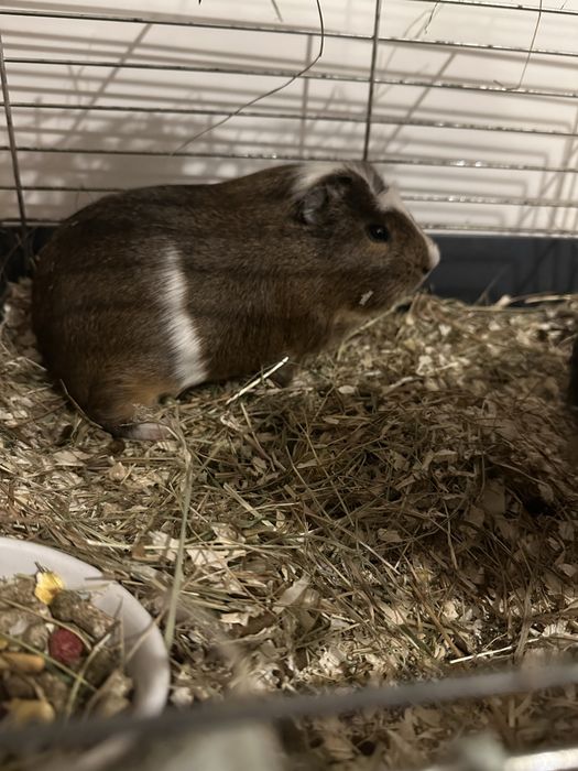 Świnki morskie dwa samce