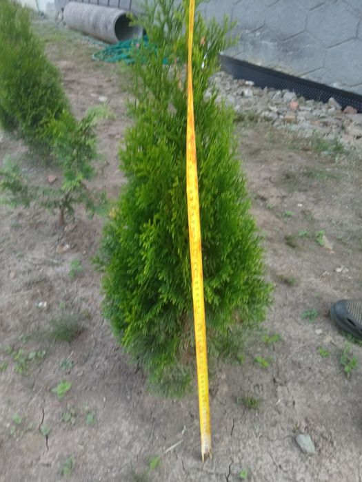 Туя західна смарагд