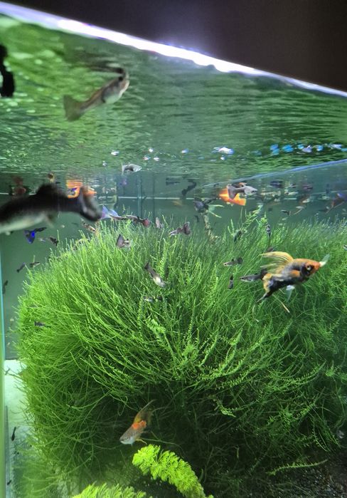 Mech akwariowy rośliny Mech Peacock moss