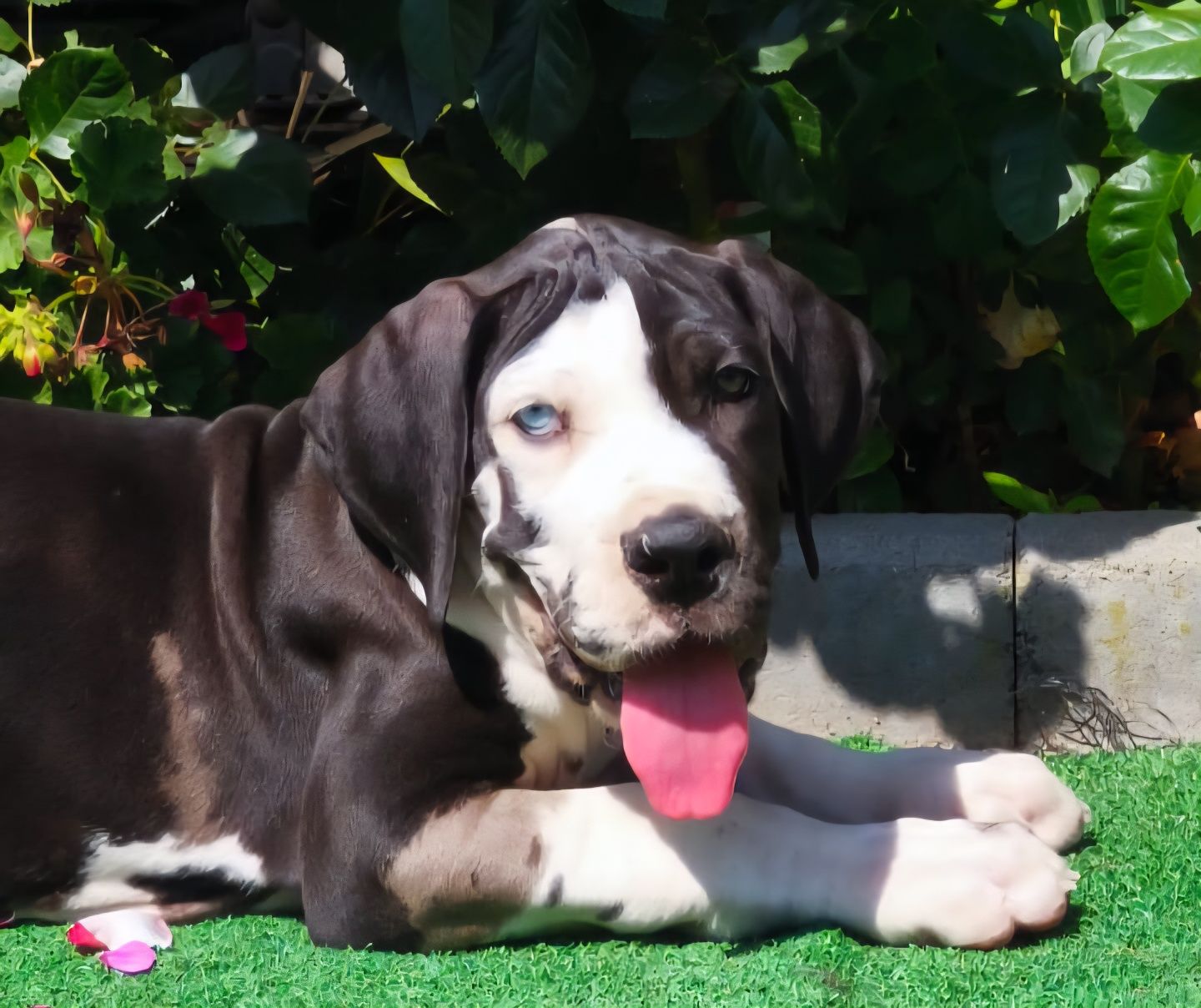 Dog Niemieck gotowy samiec do odbioru