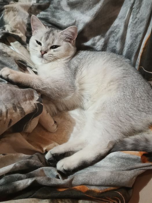 Rezerwacja Kot brytyjski srebrna szynszyla