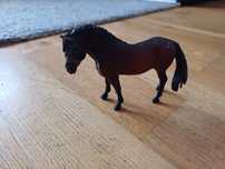 Konik dartmoor pony