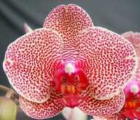 Орхидея I-Hsin Sesame