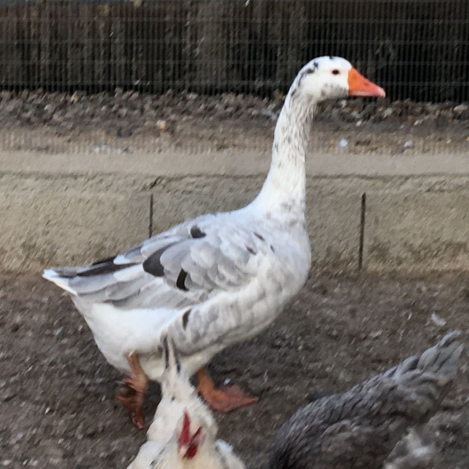 Gansos Toulouse e da Guiné.