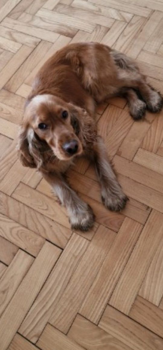 Cocker spaniel angielski