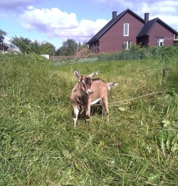 В продажі є дійна коза і 2 молоді кізочки