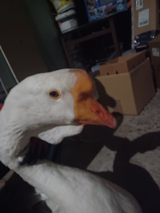 Gęsi chołmogory odbiór śląskie