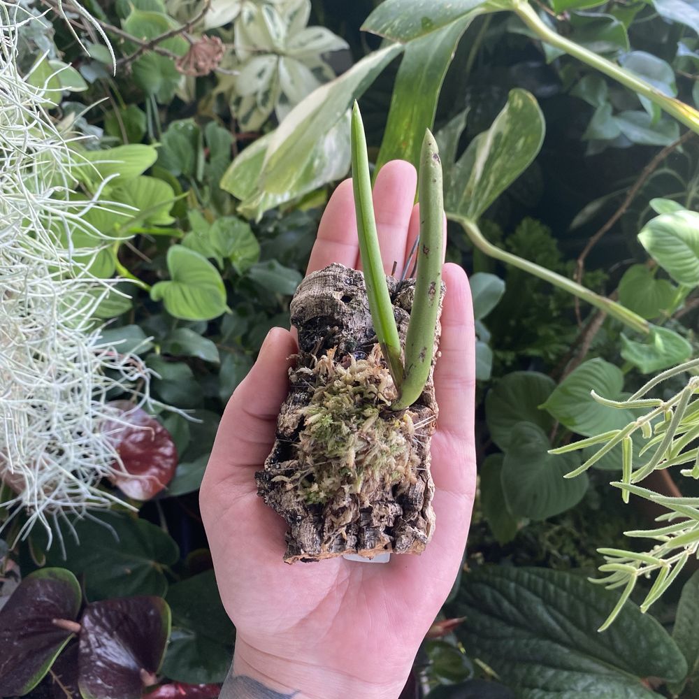 Мініатюрна орхідея Pleurothallis teres